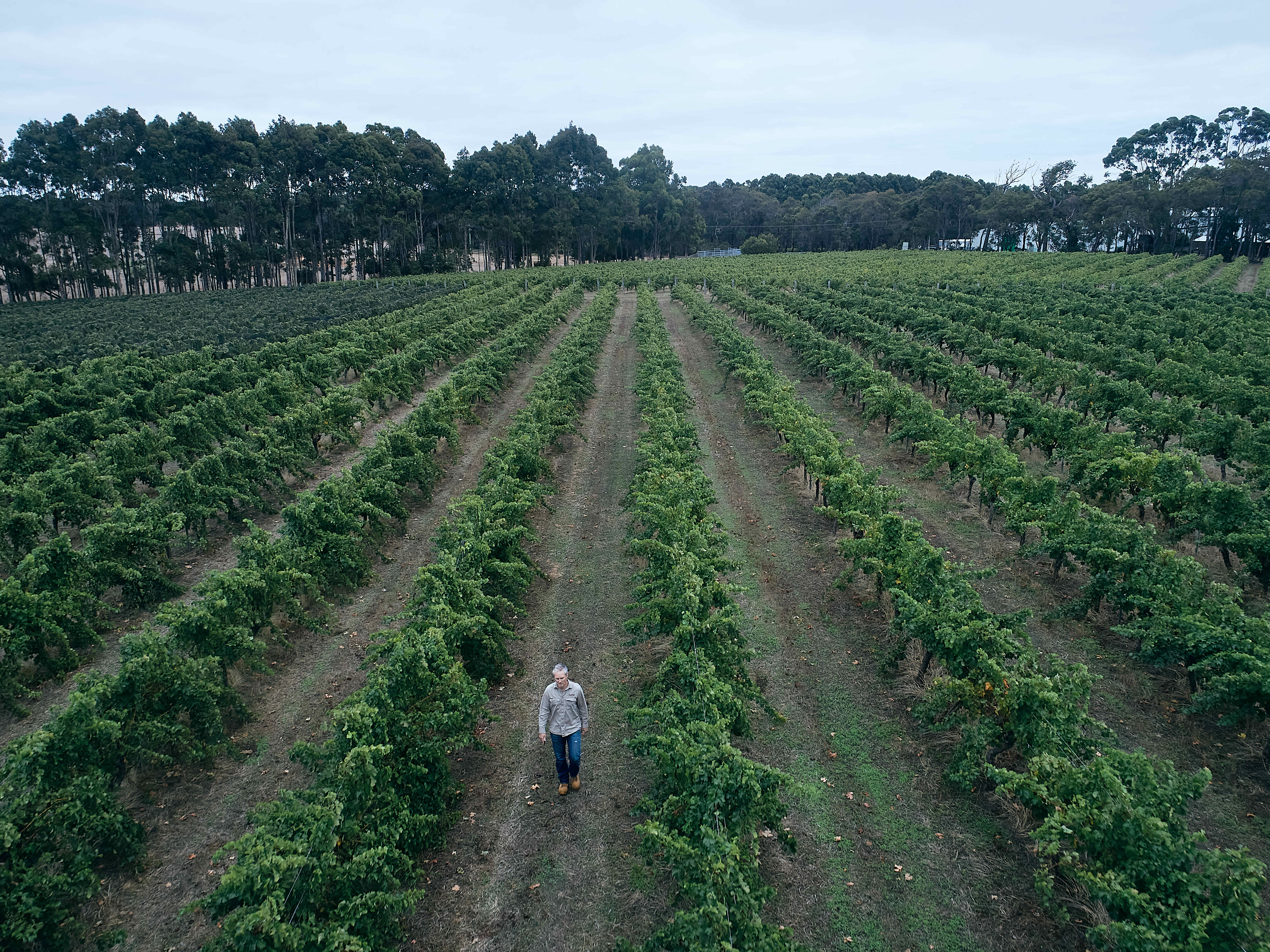 Juniper Estate vineyard